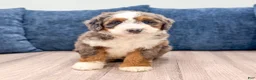 Mini Bernedoodle dogs for sale: Daisy - Ad 6