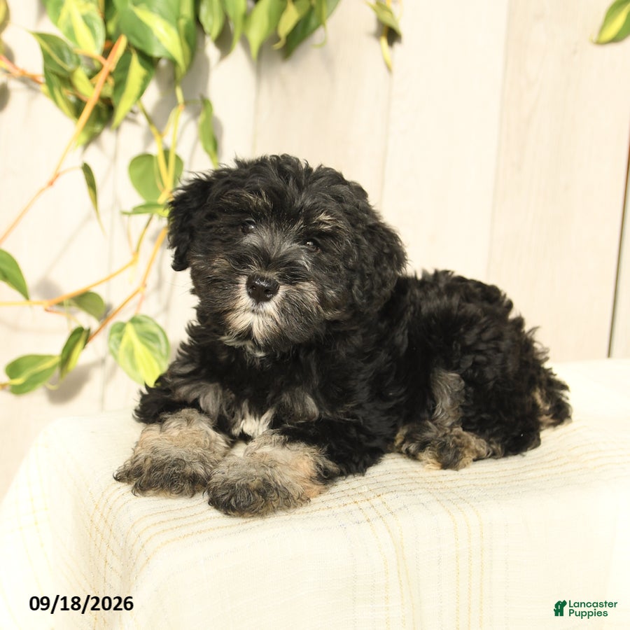 Miniature Schnauzer dogs Perlie - Ad 2