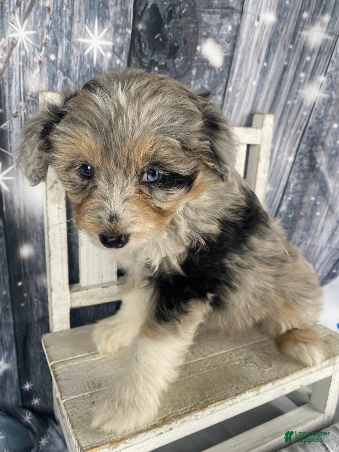 Aussiedoodle dogs for sale: Kora - Ad 10