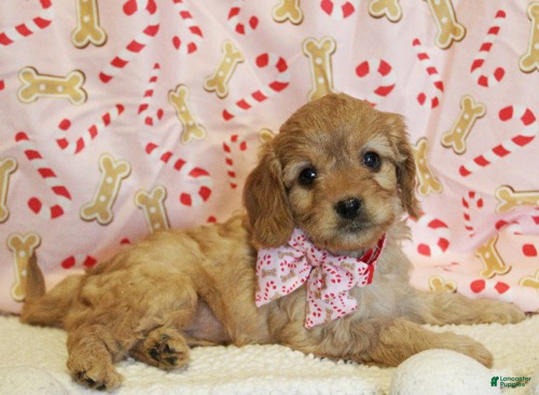 Cavapoo dogs for sale: Gingerbread - Ad 4