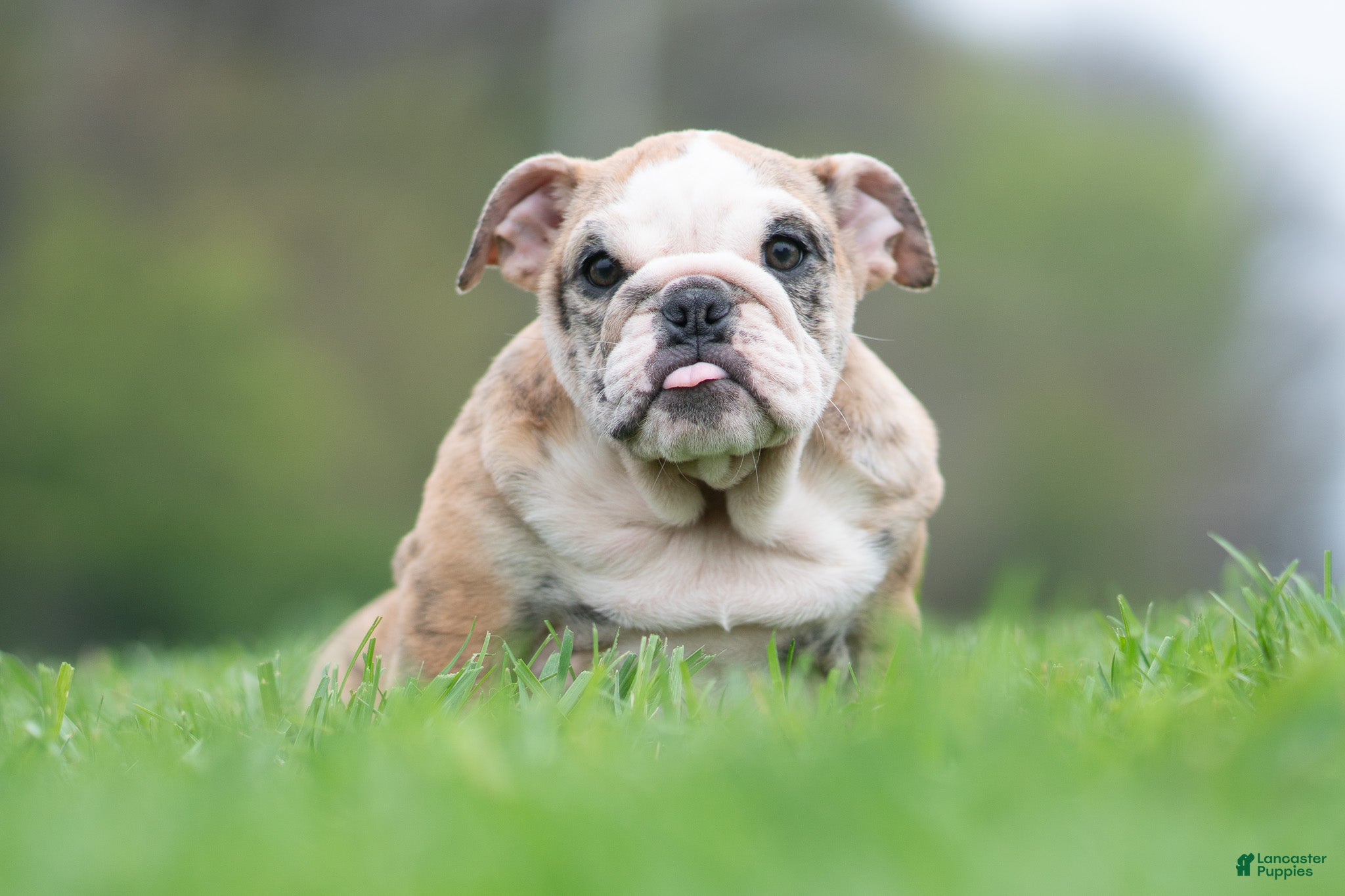 English Bulldog dogs Verushka - Ad 2