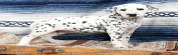 Dalmatian dogs for sale: Brittney - Ad 1