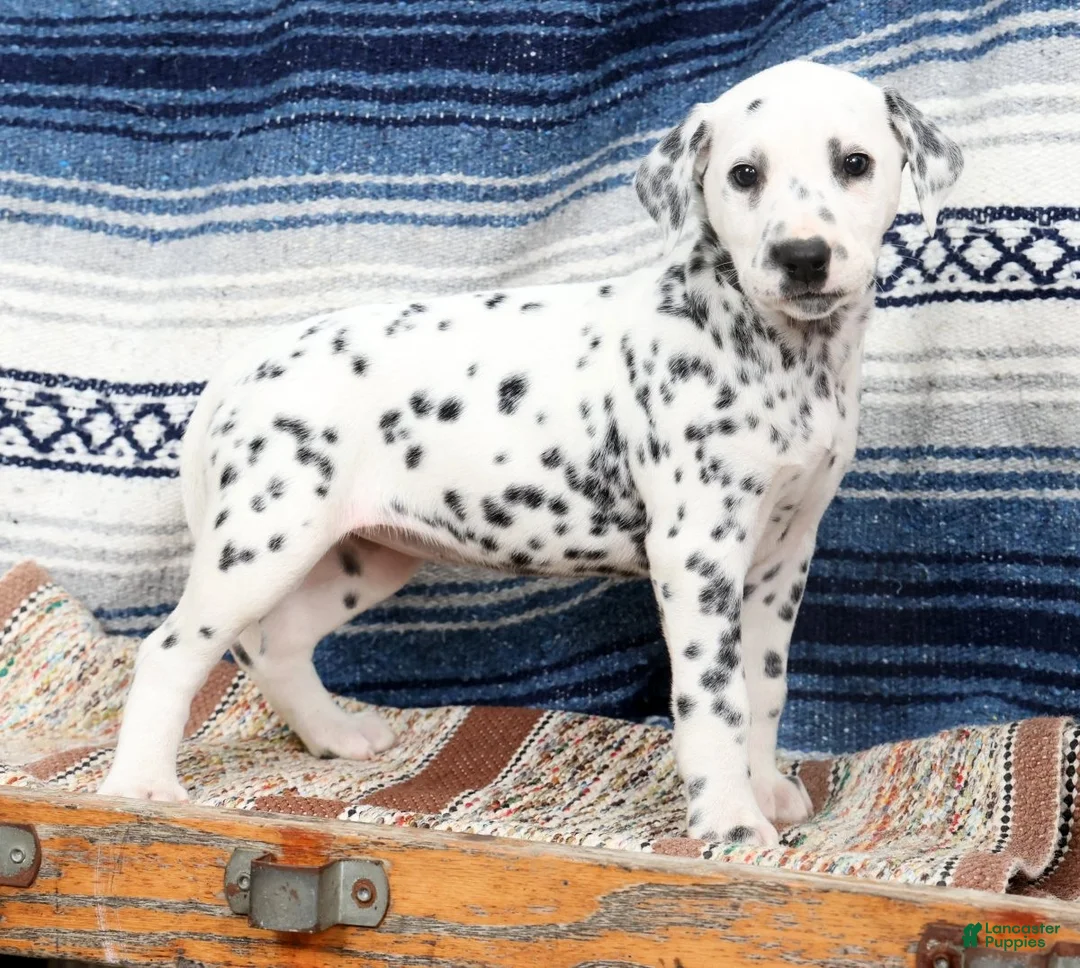 Dalmatian dogs for sale: Brittney - Ad 1