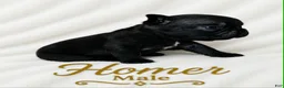 French Bulldog dogs for sale: Homer  - Ad 3