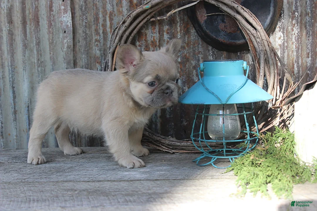 French Bulldog dogs for sale: Amy - Ad 2