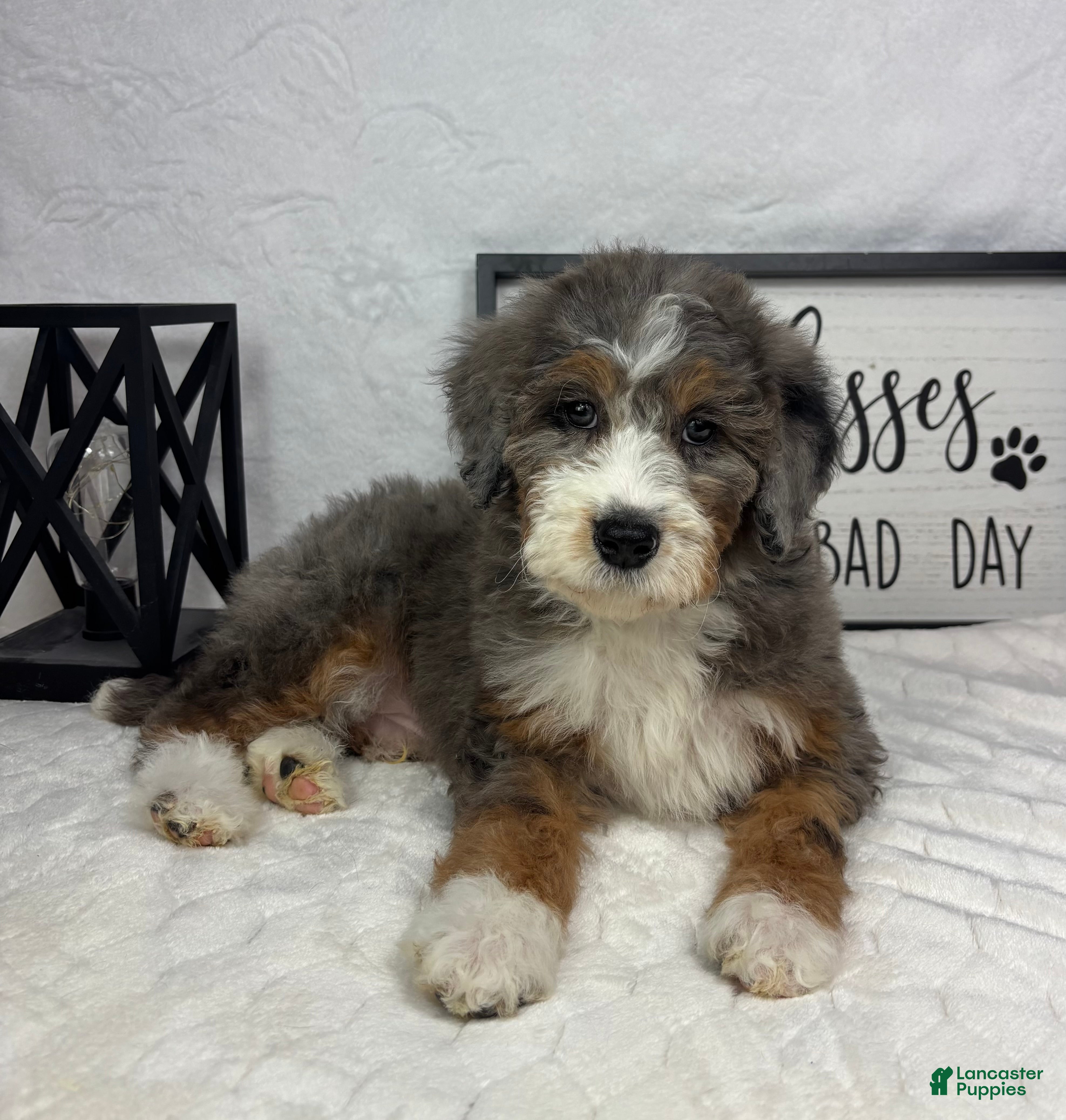 Mini Bernedoodle dogs Joey - Ad 34