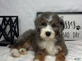 Mini Bernedoodle dogs Joey - Ad 34