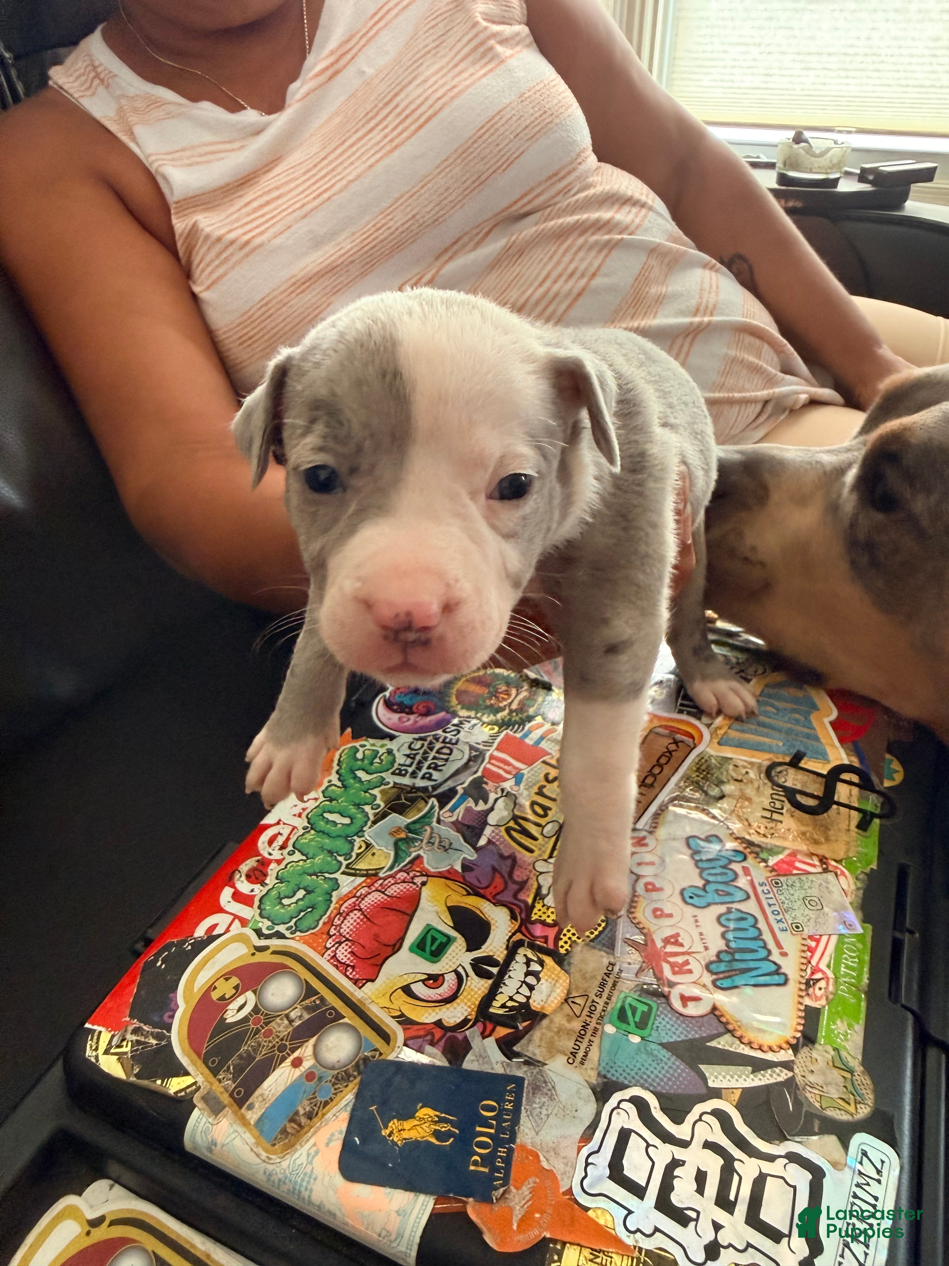 Mixed Breed dogs seven - Ad 1