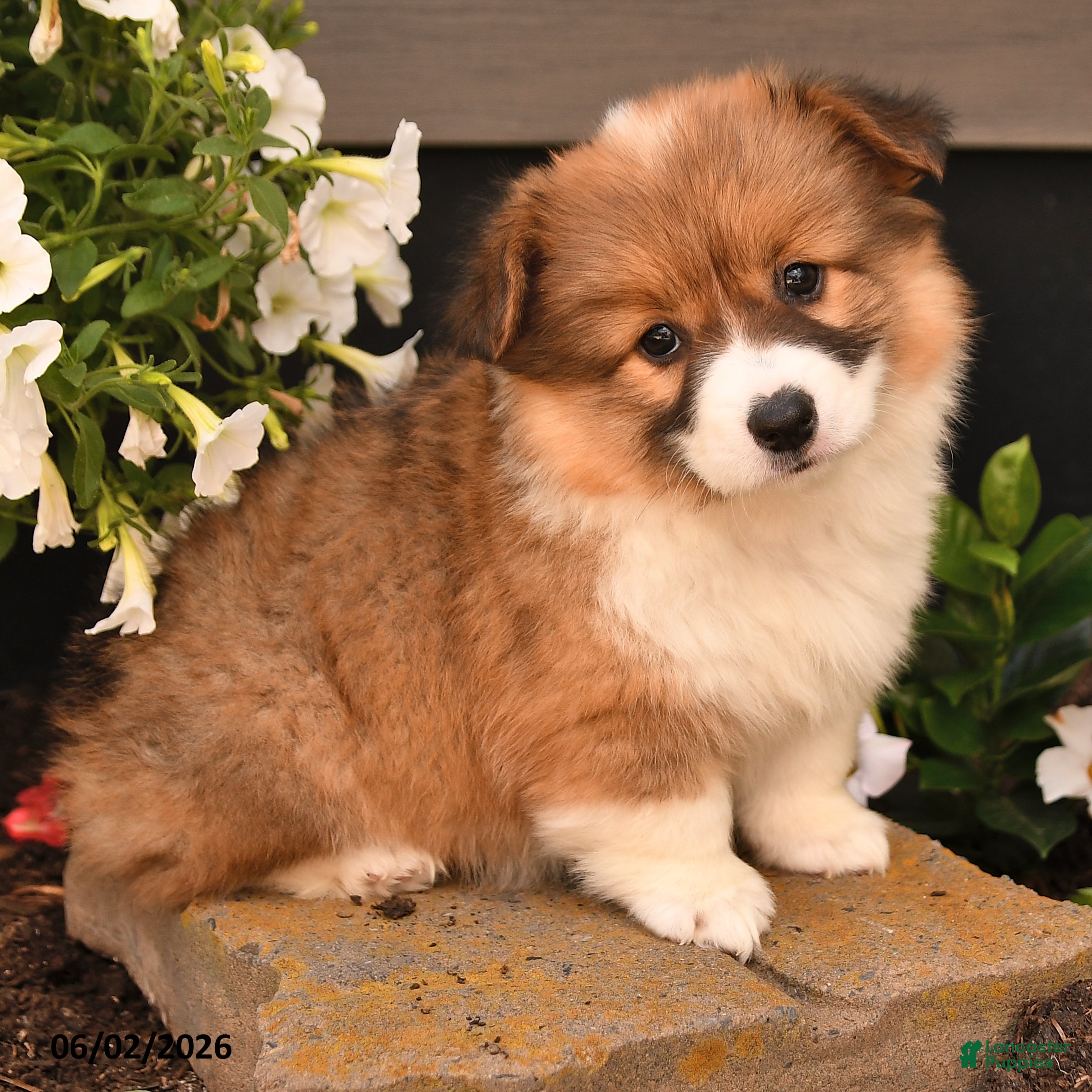 Welsh Corgi Pembroke dogs for sale: Betty   - Ad 3