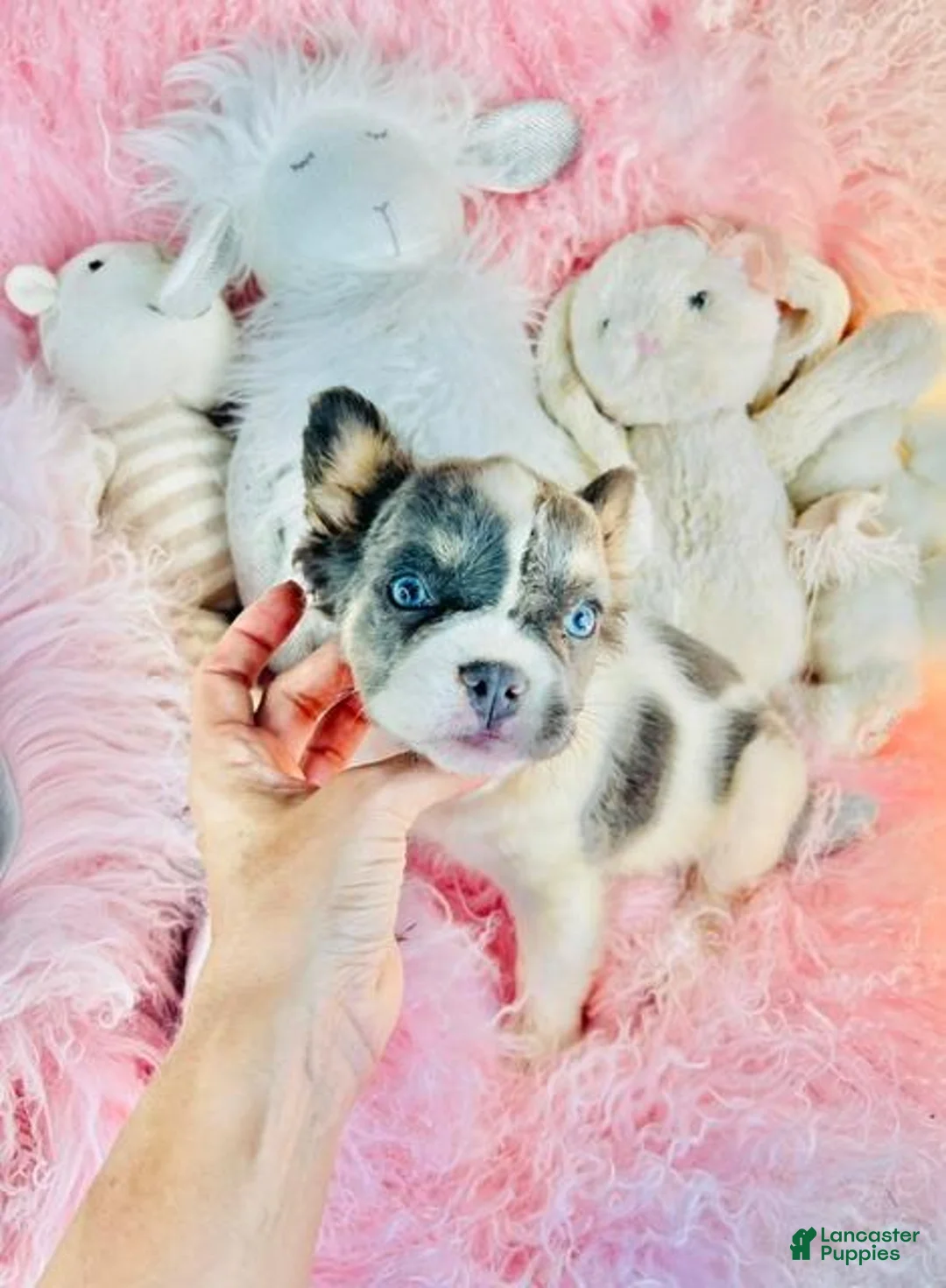 French Bulldog dogs for sale: French Bulldog 1 - Ad 3