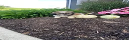 Shih Tzu dogs for sale: Sadie - Ad 6