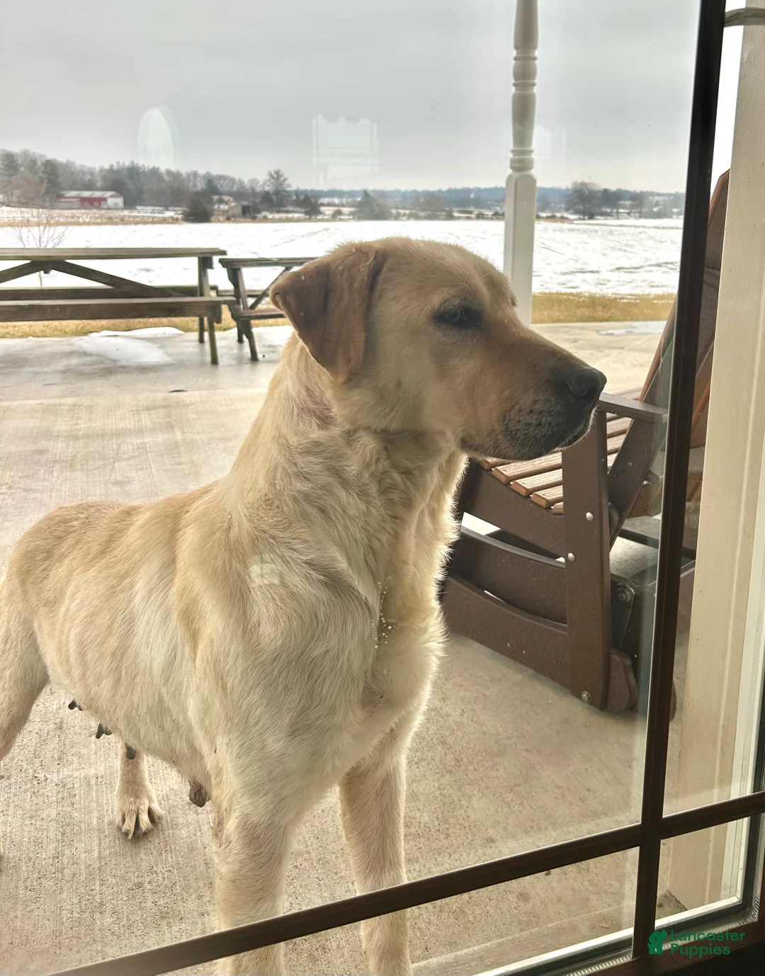 Labrador Retriever dogs for sale: Teddy - Ad 3