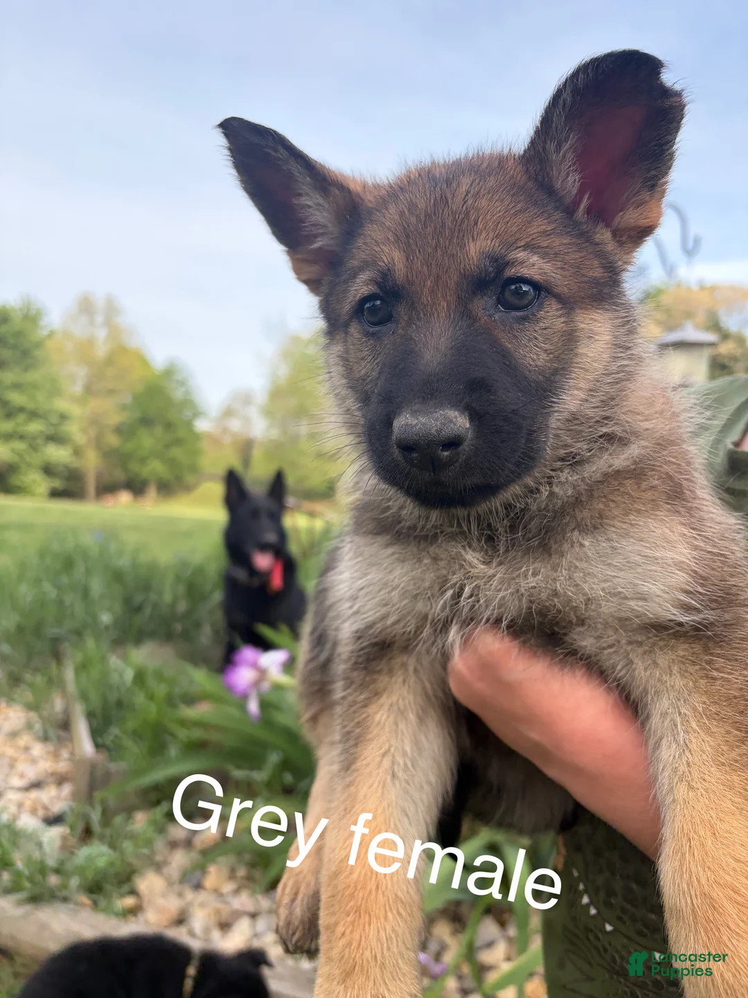 German Shepherd dogs for sale: German Shepherd  - Ad 1