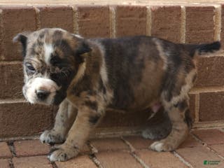 Cane Corso dogs Camouflage - Ad 28