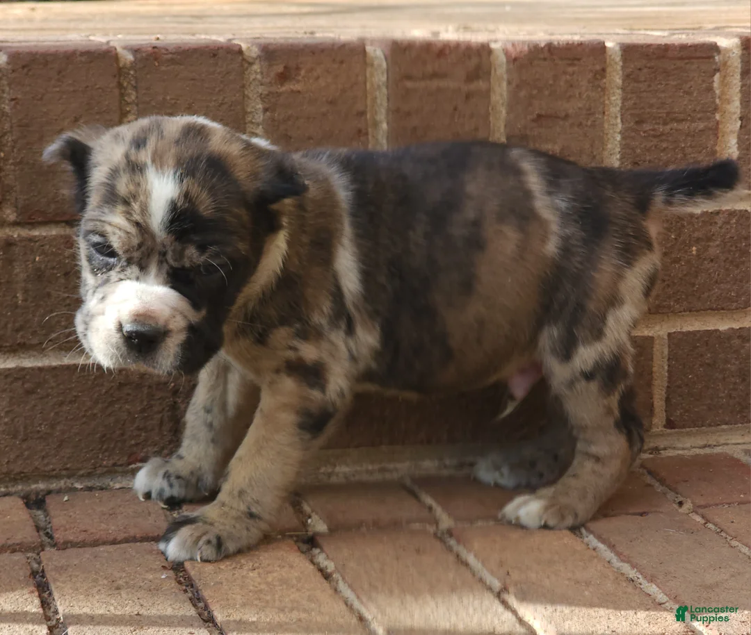 Cane Corso dogs for sale: Camouflage  - Ad 1