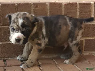 Cane Corso dogs Camouflage - Ad 29