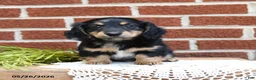 Miniature Dachshund dogs for sale: Jessie - Ad 3