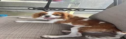 Cavalier King Charles Spaniel dogs for sale: Cavalier King Charles Spaniel 1 - Ad 2