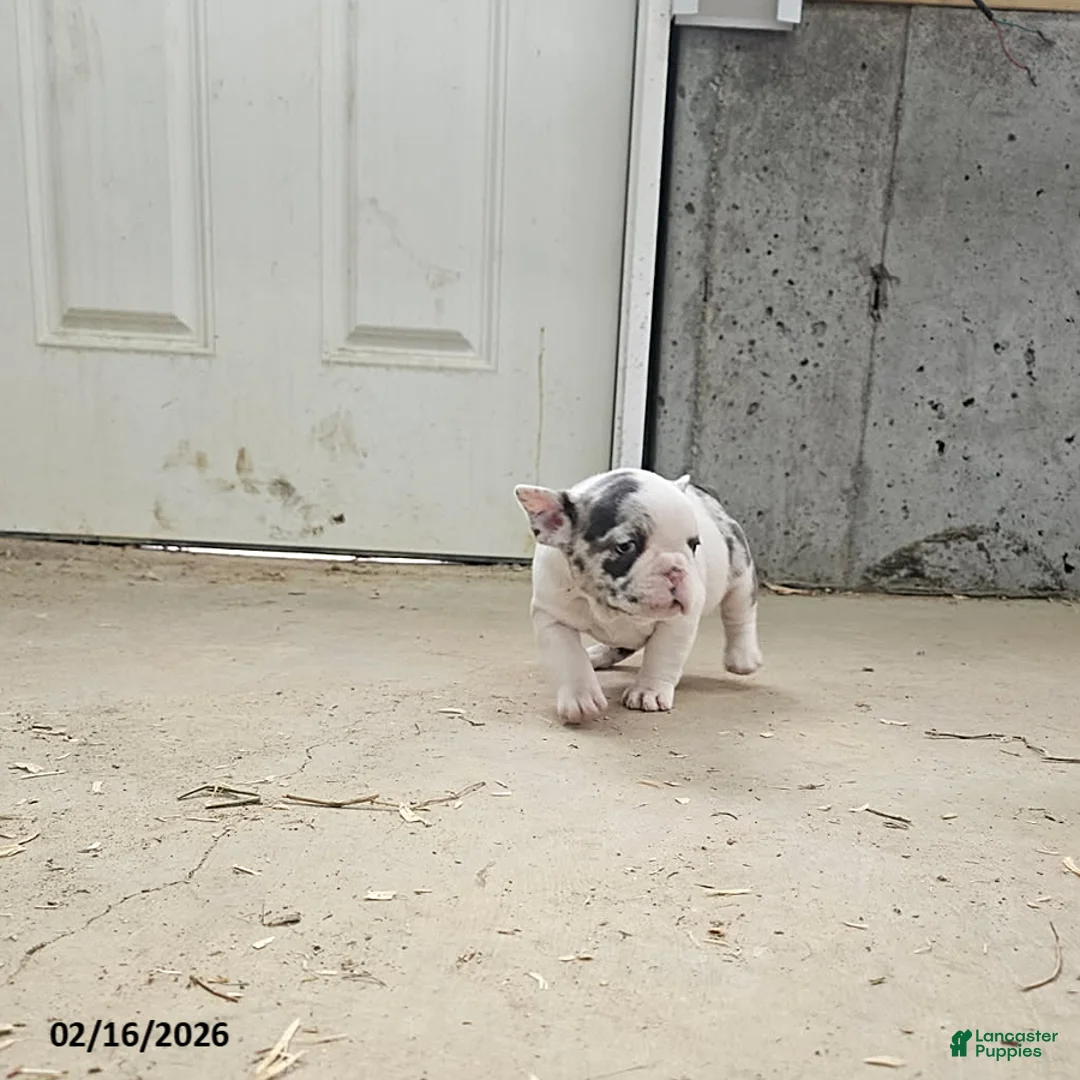 Frenchton dogs for sale: Bambi - Ad 2