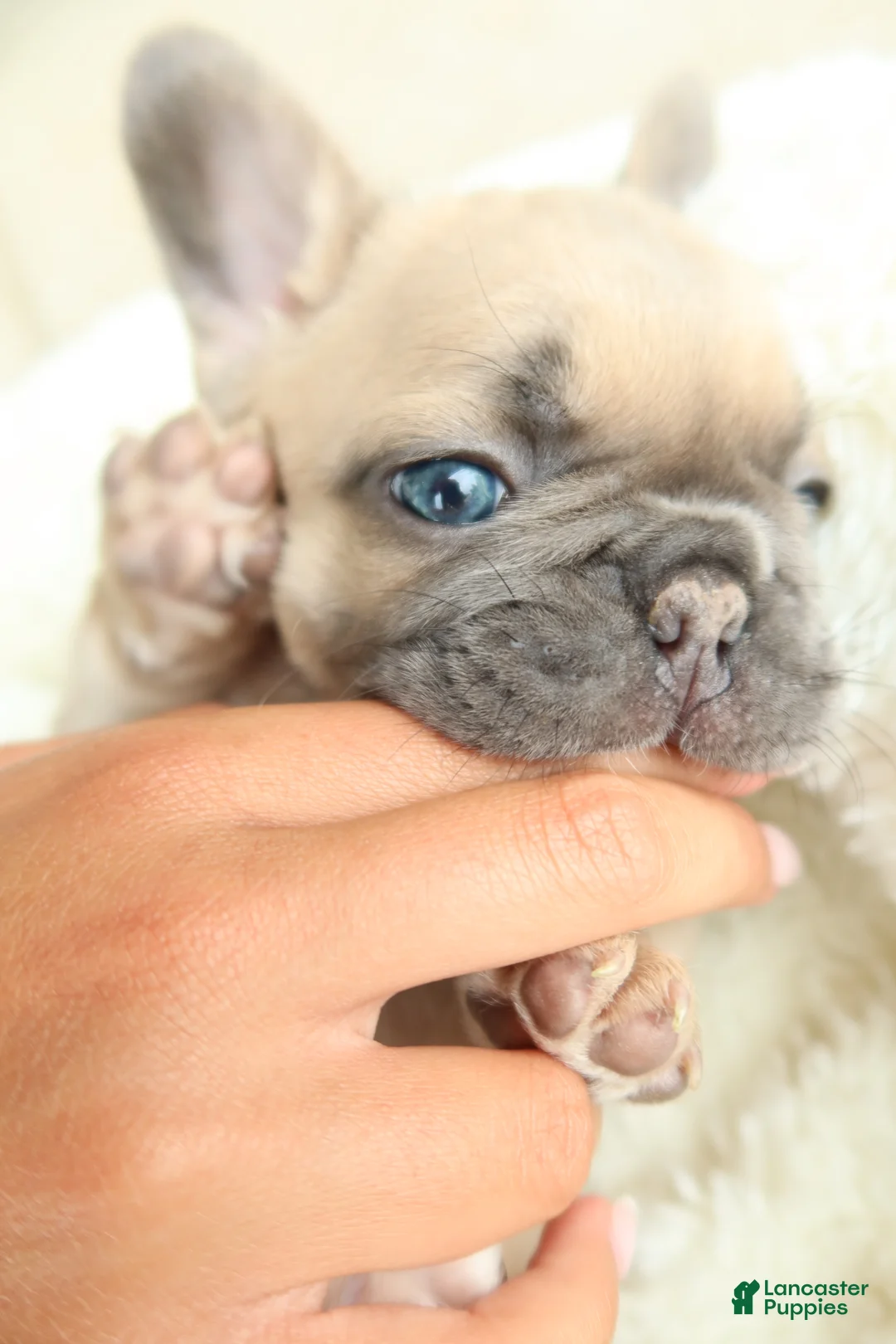 French Bulldog dogs for sale: Tory - Ad 2
