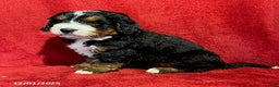 Mini Bernedoodle dogs for sale: Buster - Ad 2