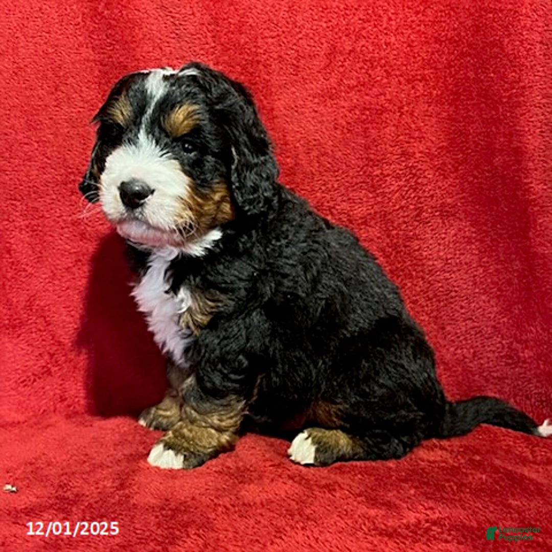 Mini Bernedoodle dogs for sale: Buster - Ad 2