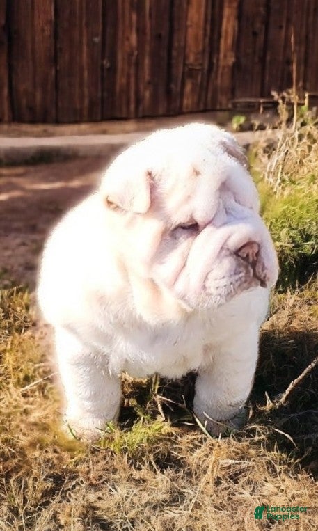 Shar Pei dogs Blizzard mini - Ad 2