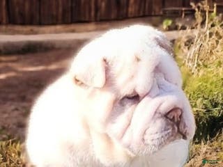 Shar Pei dogs Blizzard mini - Ad 2