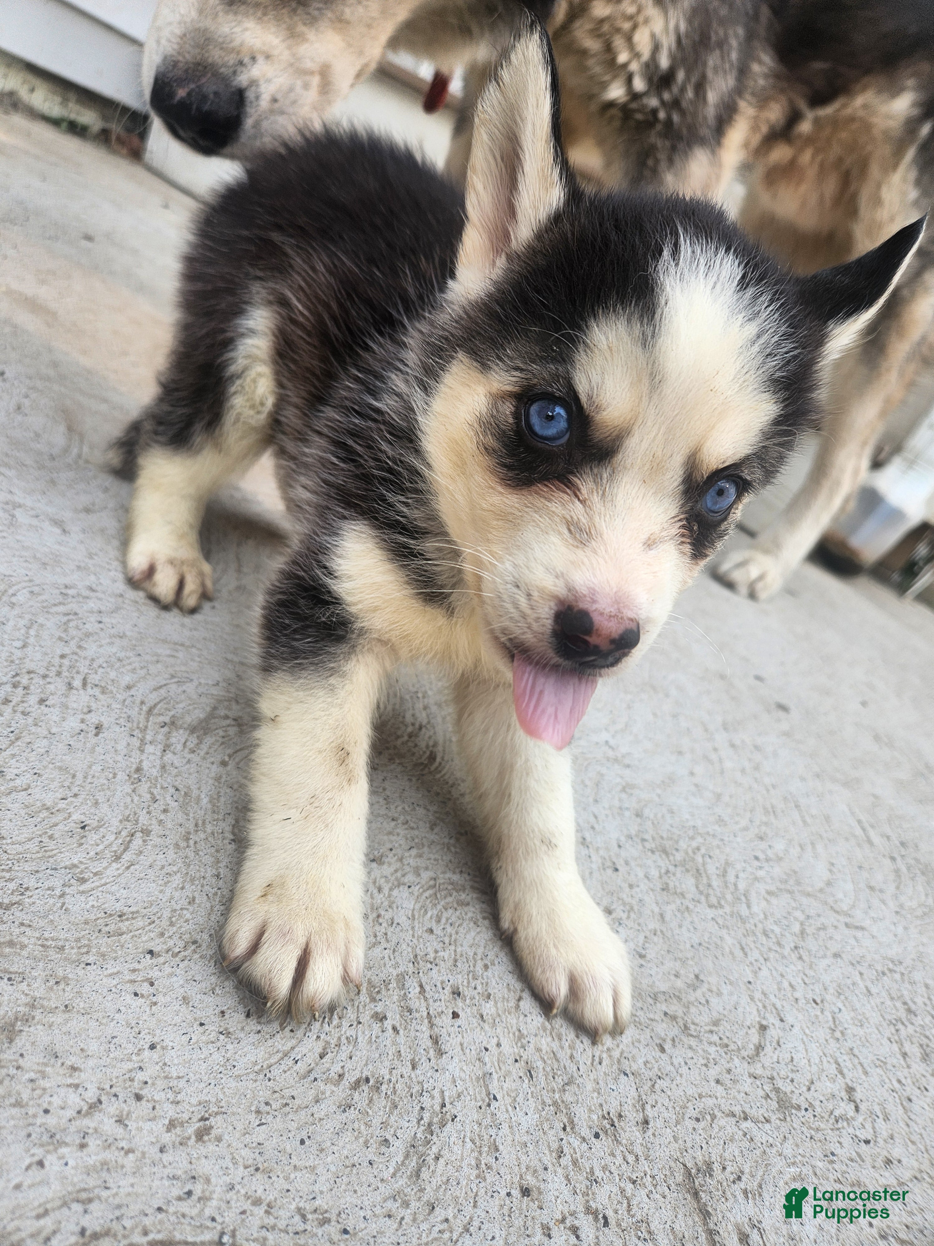 Siberian Husky dogs Siberian Husky 3 - Ad 34