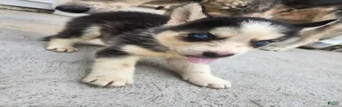 Siberian Husky 3