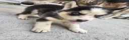 Siberian Husky dogs for sale: Siberian Husky 3 - Ad 1