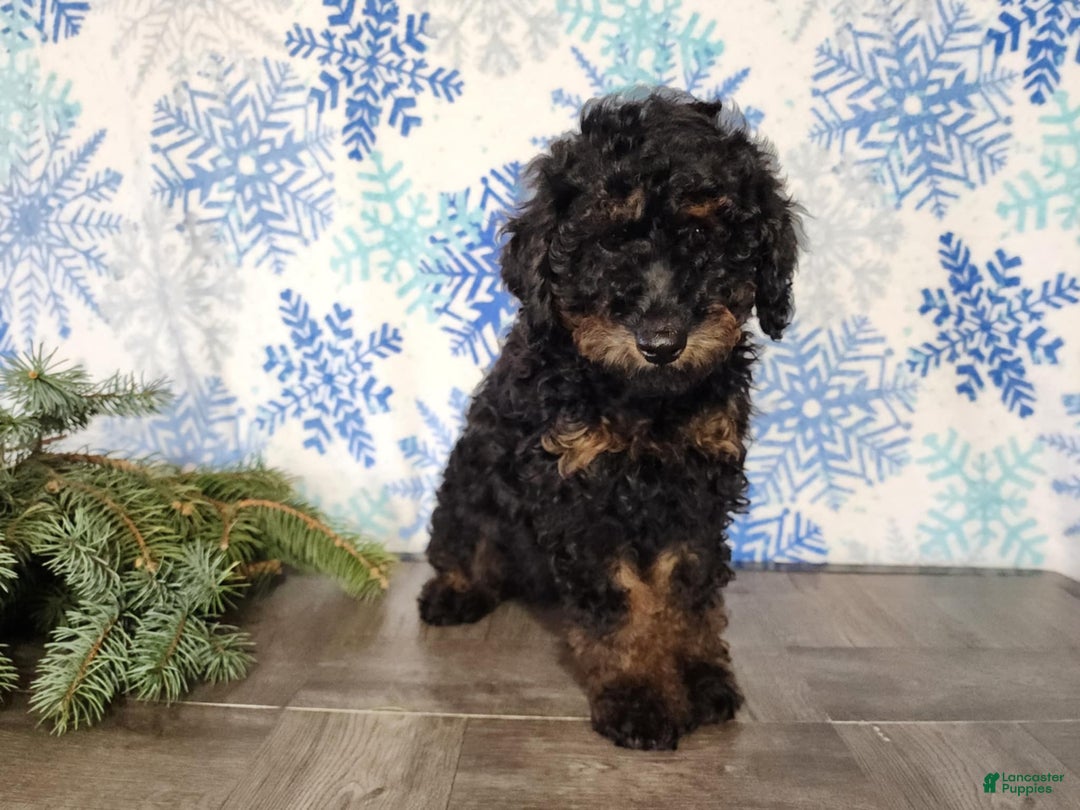 Mini Bernedoodle dogs for sale: Klaus - Ad 10