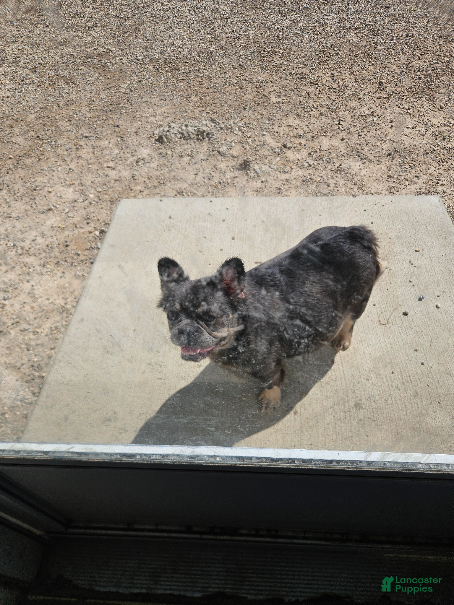 French Bulldog dogs French Bulldog Puppy 7 - Ad 2