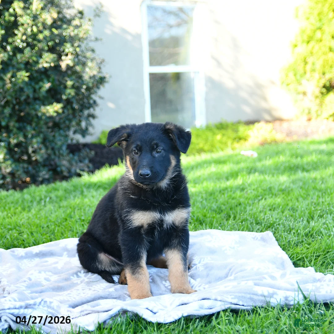 German Shepherd dogs for sale: Luey - Ad 2