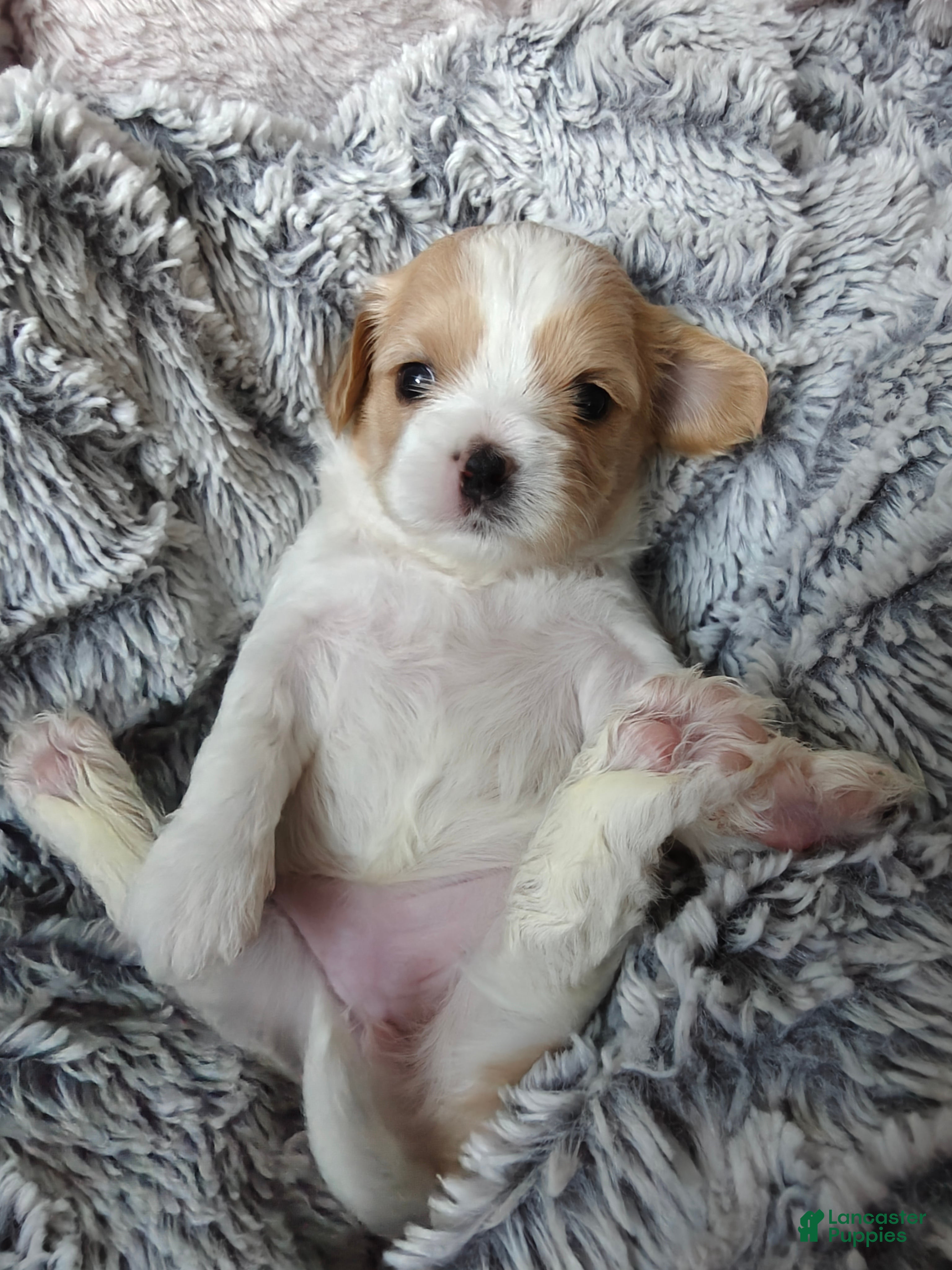 Mixed Breed dogs for sale: Oatmeal - Ad 1