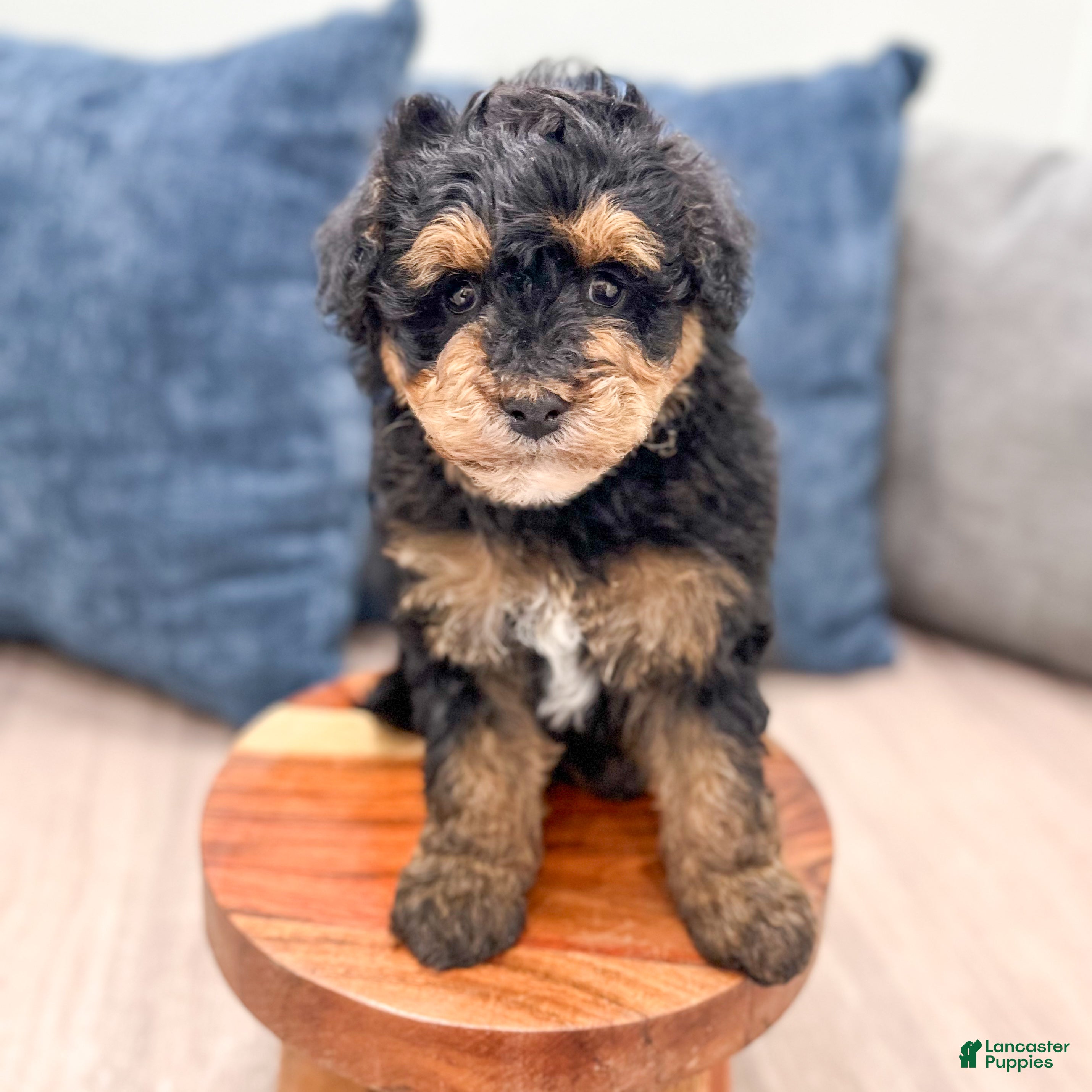 Mini Bernedoodle dogs for sale: Champ - Ad 2