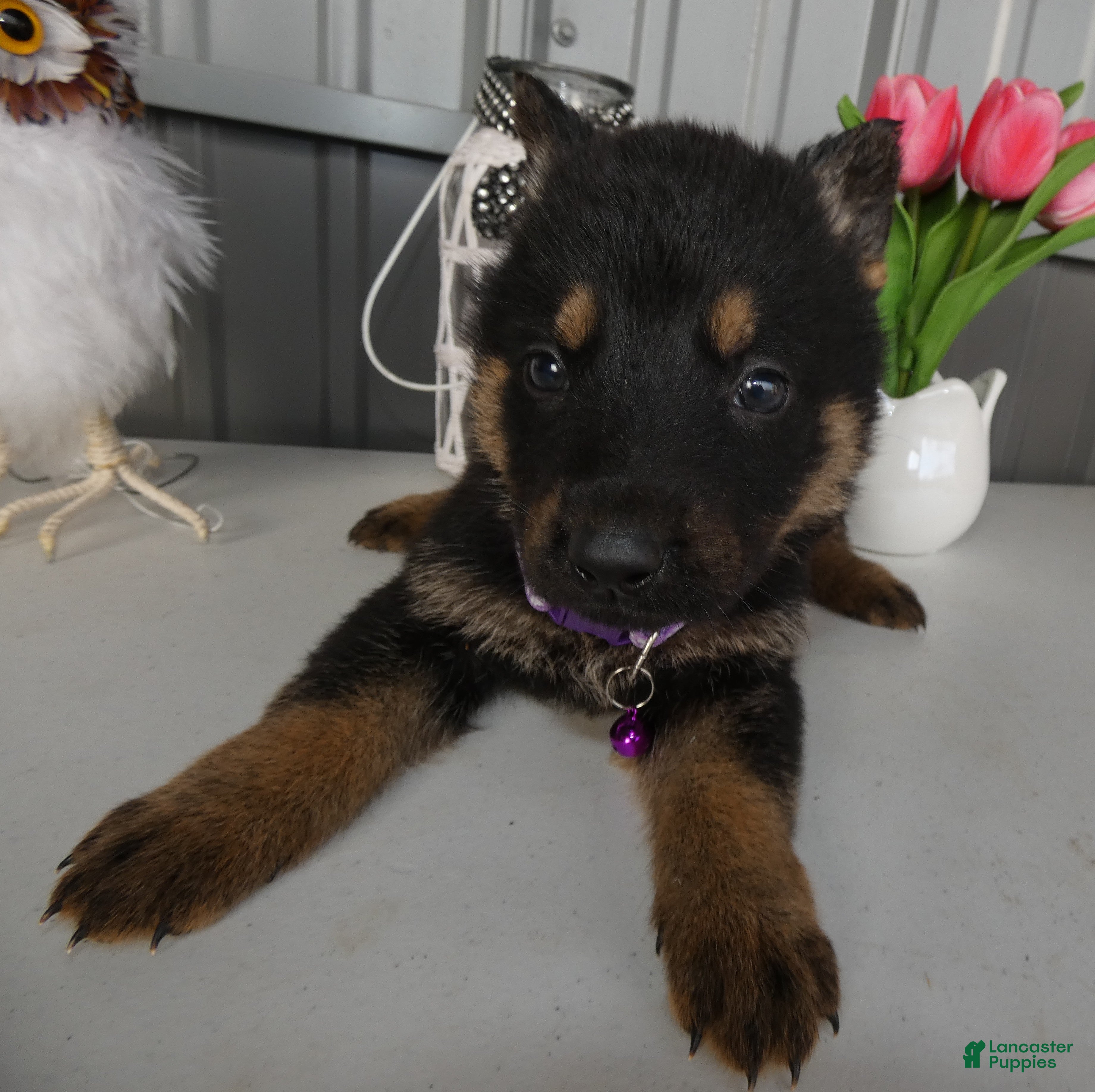 German Shepherd dogs German Shepherd Puppy 3 Marla - Ad 4