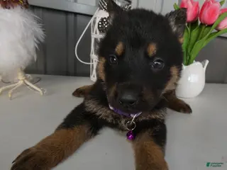 German Shepherd dogs German Shepherd Puppy 3 Marla - Ad 4