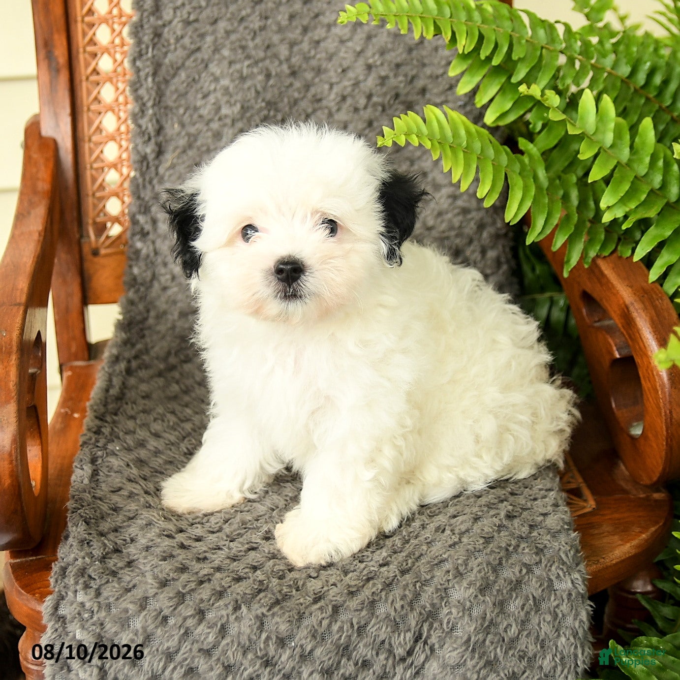 Maltipoo dogs Finley - Ad 1