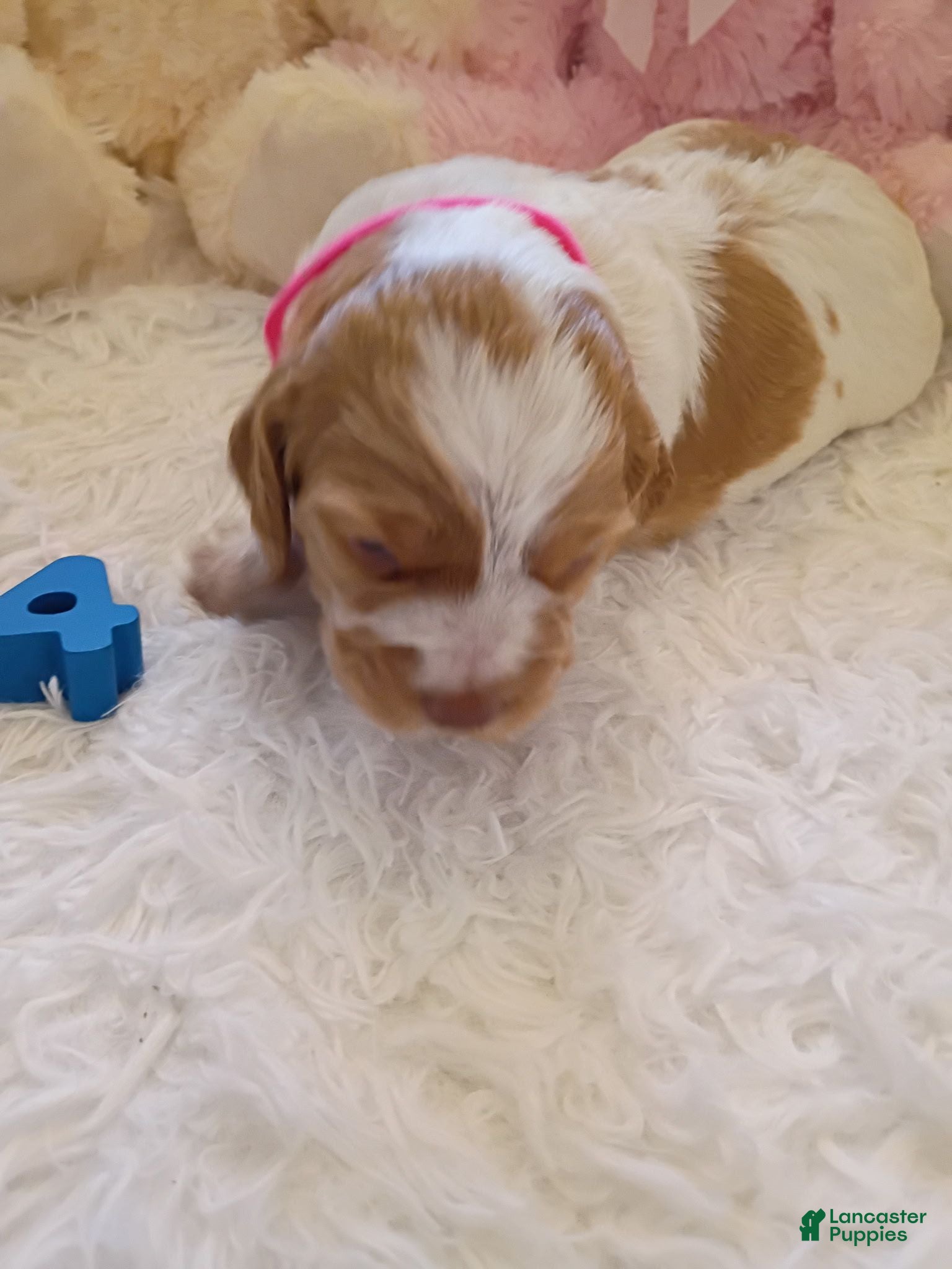 Brittany Spaniel dogs Brittany Spaniel 4 - Ad 2