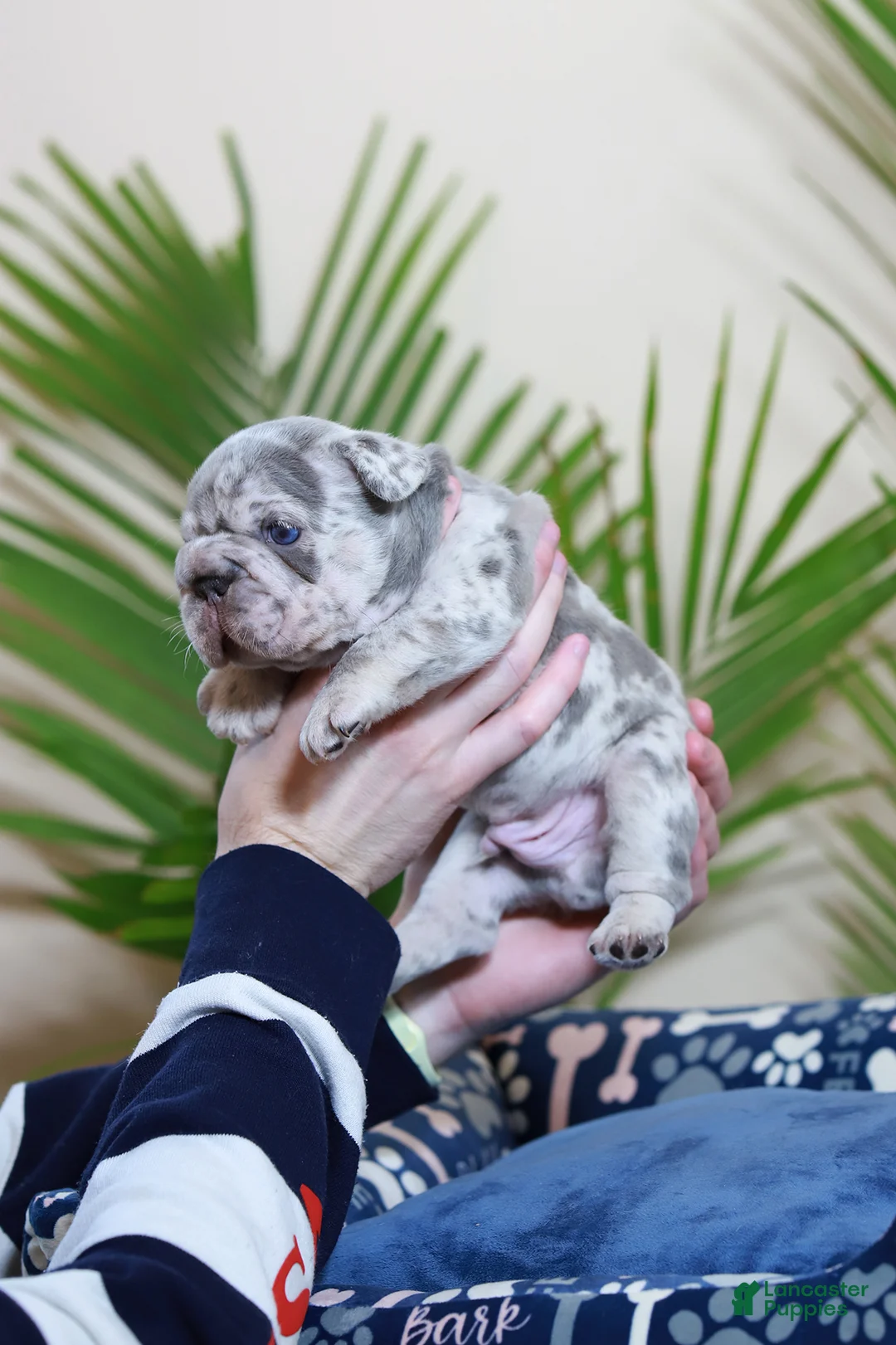 French Bulldog dogs for sale: Rio - Ad 3
