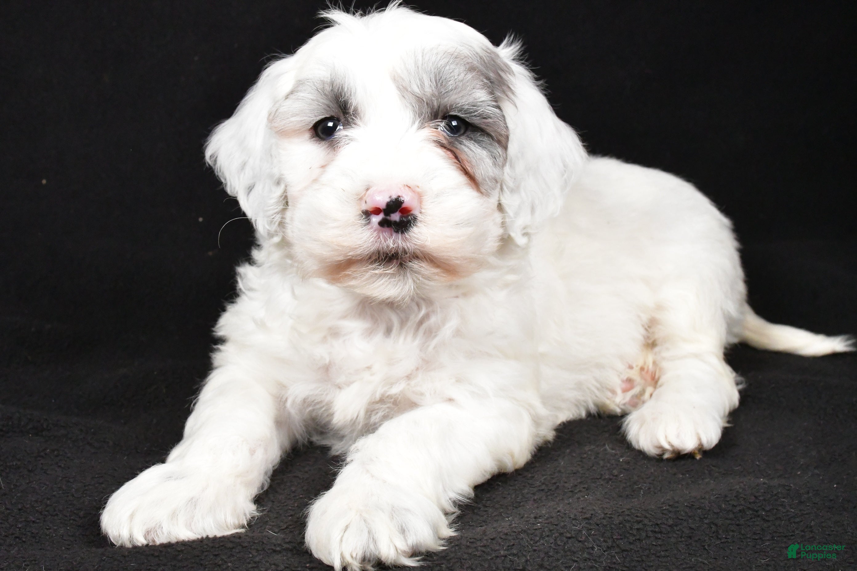 Mixed Breed dogs Sunny - Ad 3