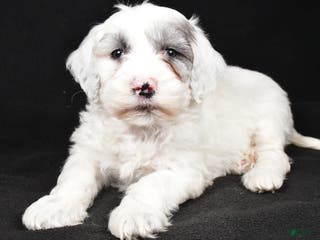 Mixed Breed dogs Sunny - Ad 30