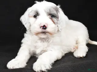 Mixed Breed dogs Sunny - Ad 41