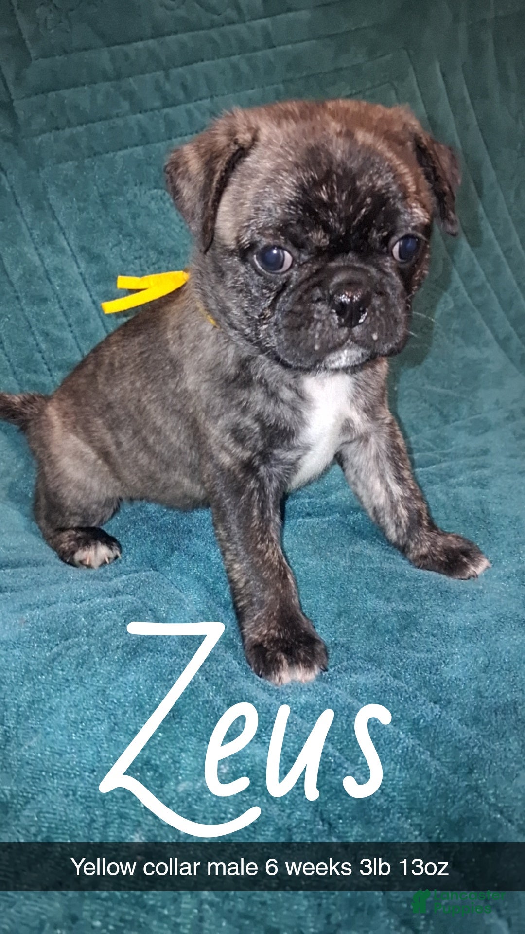 Pug dogs Zeus  - Ad 12