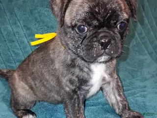 Pug dogs Zeus - Ad 12