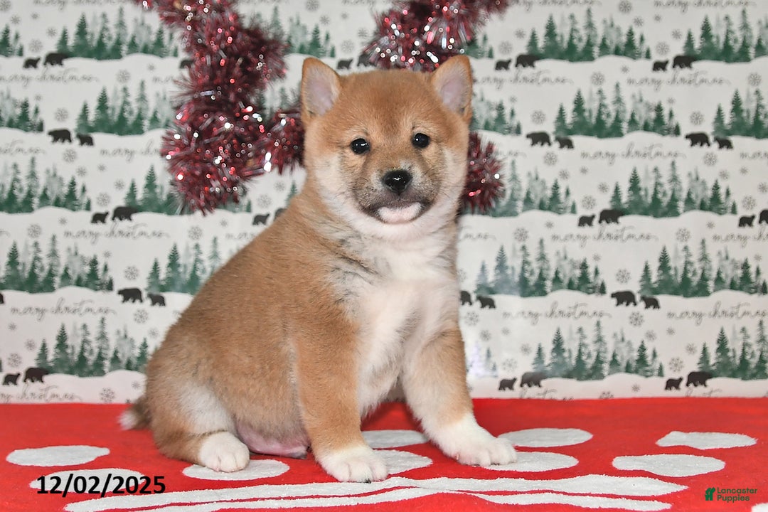 Shiba Inu dogs for sale: Merle - Ad 5