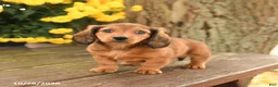 Miniature Dachshund dogs for sale: Dreamer - Ad 3