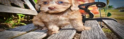 Havapoo dogs for sale: Porsha - Ad 7