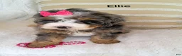 Bernedoodle dogs for sale: Bernedoodle Puppy 3 - Ad 1